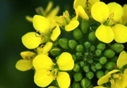 夢見油菜花的 17 個夢境解釋：夢見看到油菜花、夢見採摘油菜花