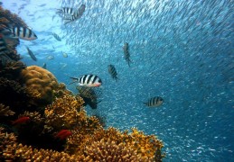 夢見用手捕魚的 6 個夢境解釋：夢見徒手捕魚、夢見用手抓魚