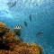 夢見用手捕魚的 6 個夢境解釋：夢見徒手捕魚、夢見用手抓魚