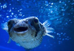 夢見河豚的 8 個夢境解釋：夢見河豚殺、夢見被河豚咬傷