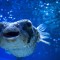 夢見河豚的 8 個夢境解釋：夢見河豚殺、夢見被河豚咬傷