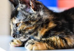 夢見小貓死亡的 9 個夢境解釋：夢見死貓、夢見多隻小貓同時死亡