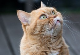  夢見黃貓的 16 個夢境解釋：夢見一隻黃貓跟著你 、 夢見被黃貓咬