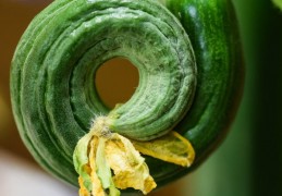 夢見摘小黃瓜的 9 個夢境解釋：夢見摘枯黃瓜 、夢見挖小黃瓜