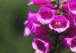 夢見鮮花盛開的 9 個夢境解釋：夢見一朵盛開的鮮花、夢見枯萎鮮花