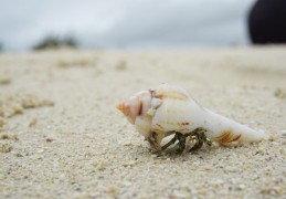 夢見海螺的10 個周公解夢：夢見撿到海螺、 夢見吃海螺