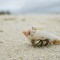 夢見海螺的10 個周公解夢：夢見撿到海螺、 夢見吃海螺