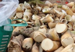 夢見竹筍的 17 個夢境解釋：夢見腐爛竹筍、夢見種竹筍、夢見摘竹筍
