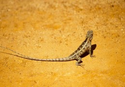 夢見蜥蜴：65種場景與解釋