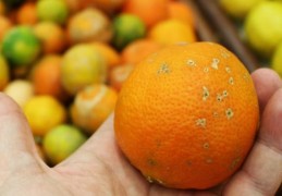 夢見柑橘長黴菌是什麼意思？意義和象徵、心理狀態、情境解讀