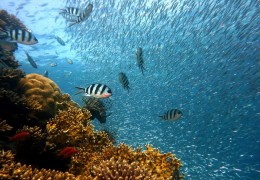 夢見海裡抓魚的 6 個夢境解釋：夢見在海裡釣到很多魚、夢見在暴風雨中捕魚