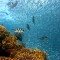 夢見海裡抓魚的 6 個夢境解釋：夢見在海裡釣到很多魚、夢見在暴風雨中捕魚