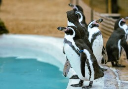 夢見企鵝在水族箱 ：6 個意義和象徵