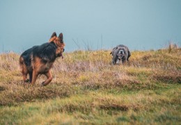 夢見狗咬你腿的 10 個夢境解釋：夢見抱著一隻狗 、 夢見狗生孩子