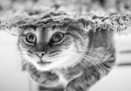 夢見捕捉小貓的 9 個夢境解釋：夢見小貓跟著你、夢見救一隻小貓