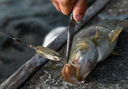 夢見捕魚的 9 個夢境解釋：夢見在水中捕魚、夢見與人一起捕魚