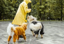 夢見狗咬你的手的 9 個夢境解釋：夢見被狗咬流血、夢見多次狗咬傷