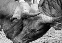 夢見動物搏鬥：15 個意義和象徵