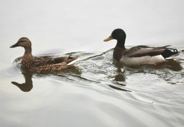 夢見鴨子 ：75種場景與解釋