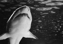 夢見捕捉鯊魚的 9 個夢境解釋：夢見鯊魚垂死、夢見吃鯊魚