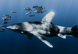 夢見吃鯊魚的 10 個夢境解釋：夢見躲避鯊魚、夢見拆解或美容鯊魚