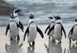 夢見企鵝 ：60種場景與解釋