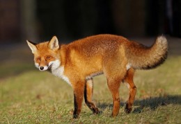 夢見紅狐狸的 7 個夢境解釋：夢到抓到一隻紅狐狸、夢見被紅狐狸咬傷