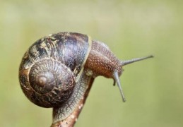 夢見軟體動物是什麼意思？夢境預示什麼