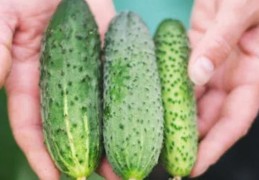 夢見小黃瓜的 9 個夢境解釋：夢見買小黃瓜 、 夢見種植小黃瓜