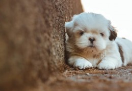 夢見小狗死亡的 9 個夢境解釋：夢見有一隻小狗 、夢見和小狗玩耍