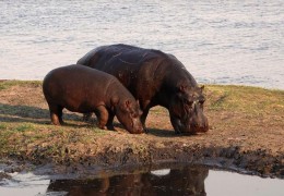 夢見河馬的22個夢境解釋：夢見逃離河馬、夢見河馬在水中