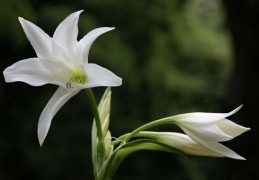 夢見百合花是什麼意思？夢境預示什麼