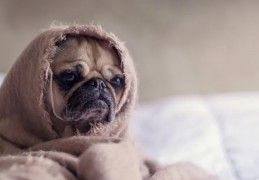 夢見小狗出生的 9 個夢境解釋：夢見一隻生病的狗、 夢見多隻小狗