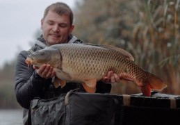 夢見鯉魚的 16 個夢境解釋：夢見鯉魚跳上天空 、夢見失蹤的鯉魚