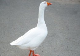 夢見鵝 ：89種場景與解釋