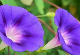  夢見牽牛花的 20 個夢境解釋：夢見收到牽牛花做的花環、夢見在牽牛花田裡散步