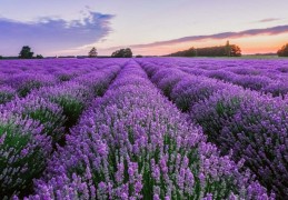 夢見薰衣草的 17 個夢境解釋：夢見用薰衣草泡茶、夢見採摘薰衣草花