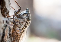 夢見蟬的 9 個夢境解釋：夢見蟬進入你家 、夢見蟬停止哭泣