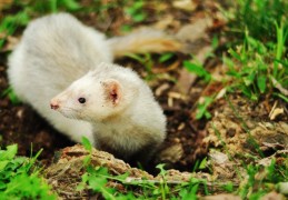 夢見鼬鼠的 9 個夢境解釋：夢見鼬鼠咬人、夢見白鼬