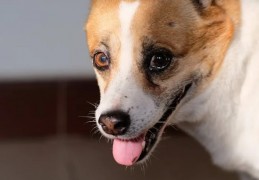 ​夢見狗舔你的手的 10 個夢境解釋：夢見一隻狗朝你衝來、夢見狗吃飯