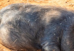 夢見豪豬針刺入：6 個意義和象徵