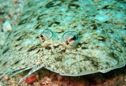 夢見比目魚的 7 個夢境解釋：夢見釣比目魚、 夢見吃比目魚