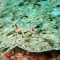 夢見比目魚的 7 個夢境解釋：夢見釣比目魚、 夢見吃比目魚
