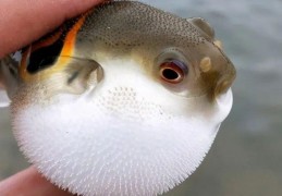 夢見河豚的 20 個夢境解釋：夢見收到河豚作為禮物 、 夢見河豚會說話