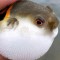 夢見河豚的 20 個夢境解釋：夢見收到河豚作為禮物 、 夢見河豚會說話