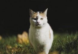 夢見白貓的 17 個夢境解釋：夢見與白貓玩耍、夢見白貓生產