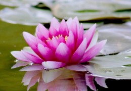 夢見蓮花的 20 個夢境解釋：夢見吃蓮花、夢見行走在荷花田裡