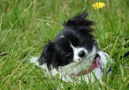 夢見黑色小狗的 9 個夢境解釋：夢見一隻黑狗受傷 、夢見一隻黑狗死去