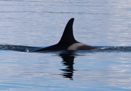 夢見虎鯨騎摩托車：7 個意義和象徵
