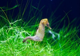 夢見海馬預兆著什麼？夢境解釋和幸運數位